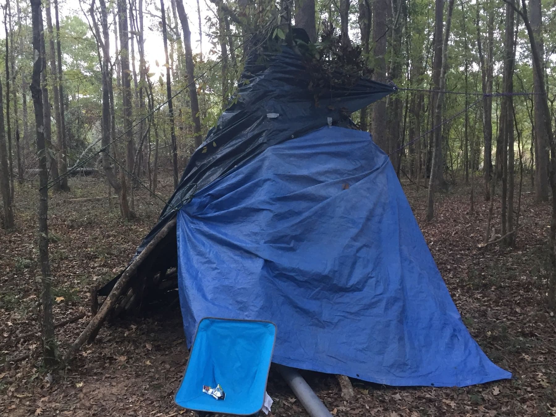 The finished shelter, the pole frame covered in blue tarps lashed to the surrounding trees